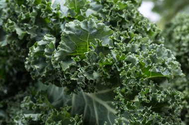 Sağlıklı taze kıvırcık lahana