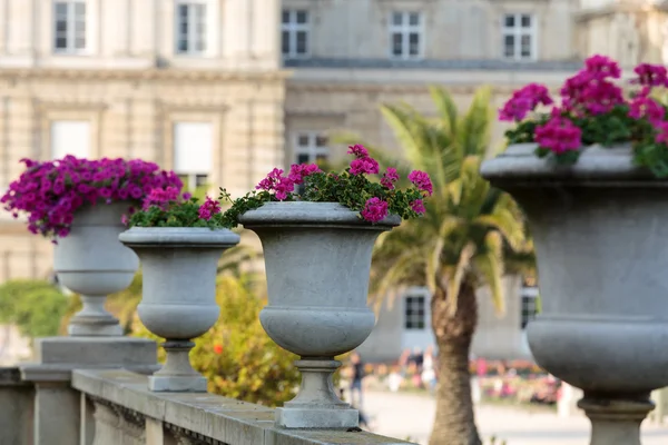 花坛满鲜花的卢森堡花园，巴黎，法国 — 图库照片