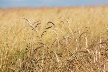 Bir çiftlik alanında altın buğday
