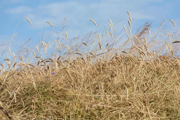 Goldener Weizen auf einem Feld — Stockfoto