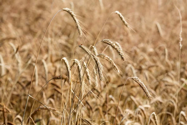 Golden wheat in a farm field — Stock Photo, Image