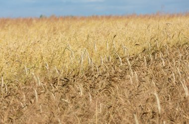 Bir çiftlik alanında altın buğday
