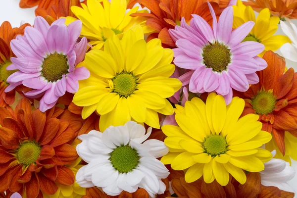 Primer plano de las coloridas flores de crisantemo — Foto de Stock