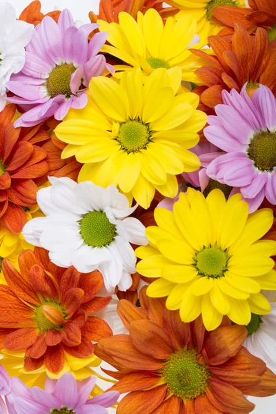 カラフルな菊の花のクローズ アップ — ストック写真