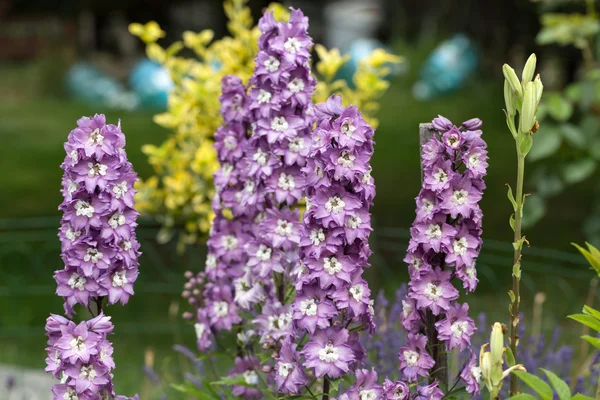 紫色的飞燕草花园里的花 — 图库照片