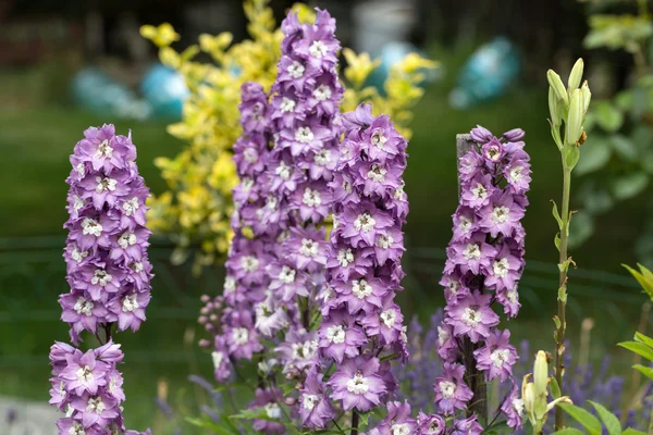 Květ fialový delphinium v zahradě — Stock fotografie