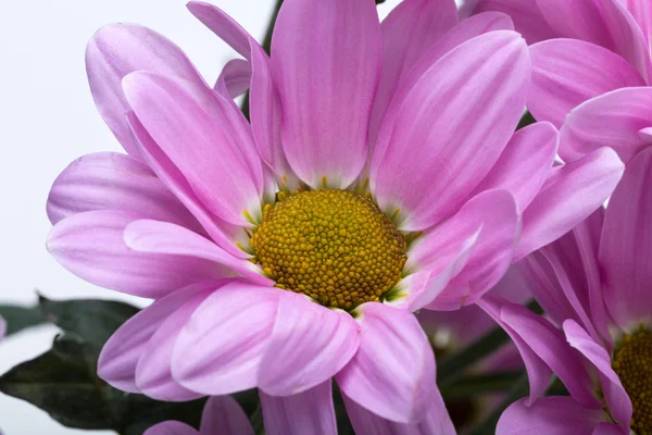 Close up van de roze chrysant bloemen — Stockfoto