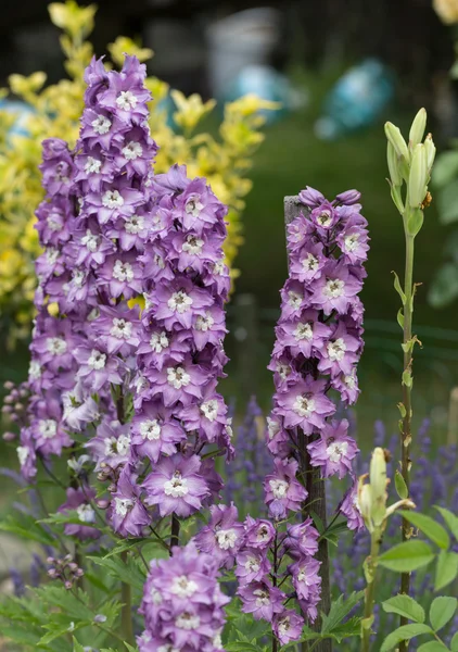 庭で紫系デルフィ ニウムの花 — ストック写真