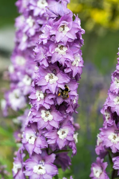 Flor de Delphinium púrpura en jardín —  Fotos de Stock