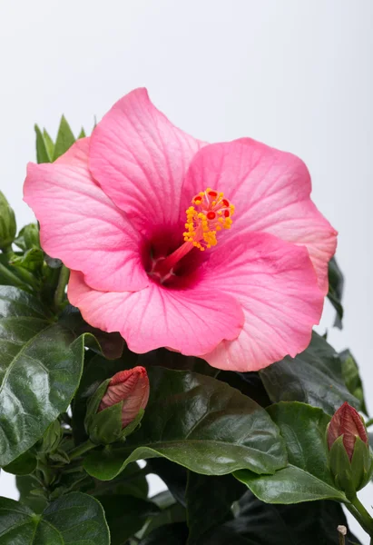 Rosa flor de hibisco isolado no fundo branco — Fotografia de Stock