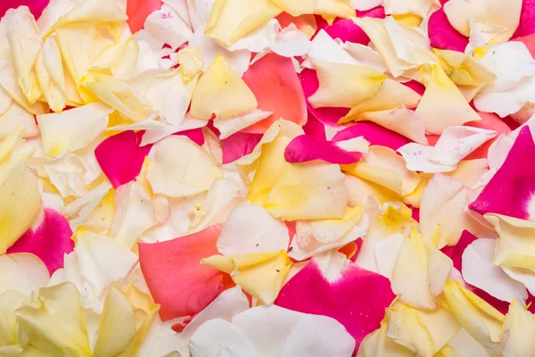 ピンクと黄色のバラの花の花弁。バック グラウンド — ストック写真