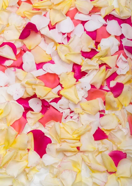 Petals of Pink and Yellow Roses Flowers. Background — Stock Photo, Image