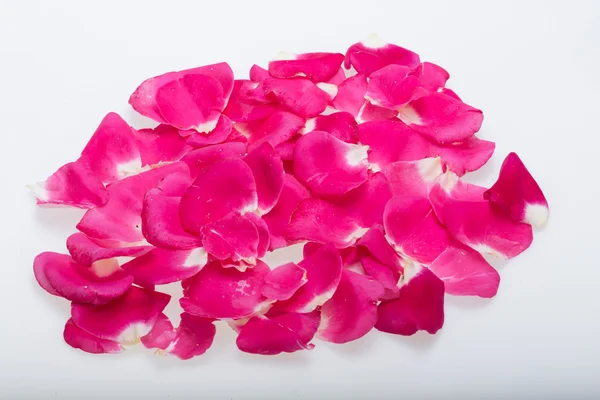 Okvětní lístky růžové růže květiny. Pozadí — Stock fotografie