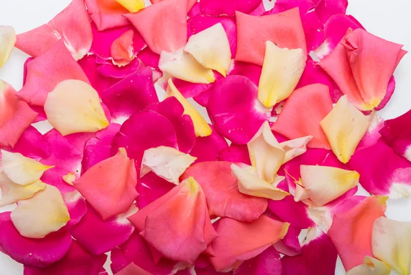 Petals of Pink and Yellow Roses Flowers. Background — Stock Photo, Image