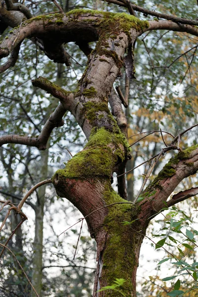 Der Baumstamm mit dem Moos bedeckt — Stockfoto