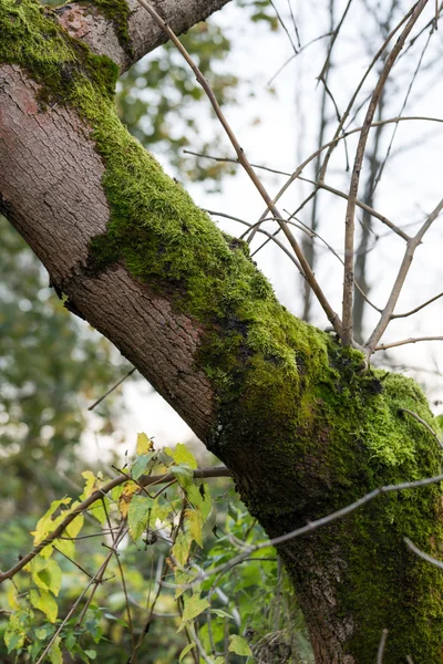 Il tronco d'albero coperto dal muschio — Foto Stock