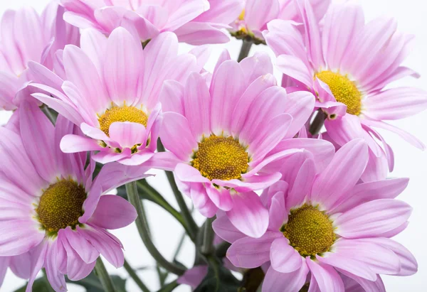 Close up of the pink chrysanthemum flowers — Stock Photo, Image