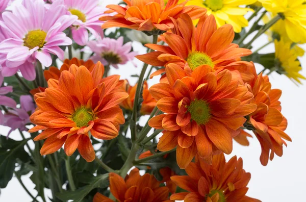 Nahaufnahme der bunten Chrysanthemenblüten — Stockfoto