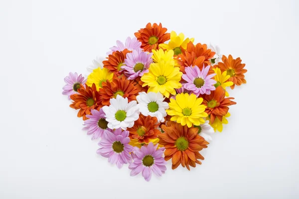 Close up of the colorful chrysanthemum flowers — Stock Photo, Image