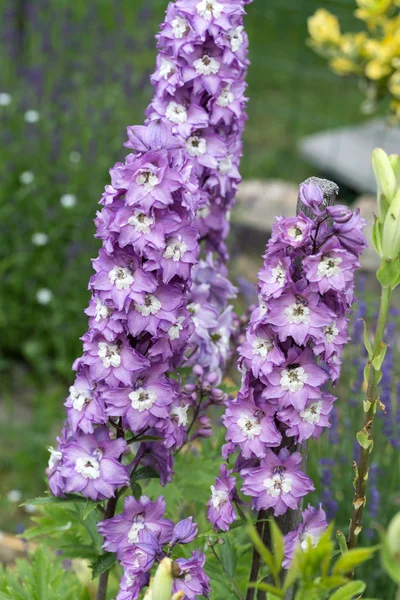 Květ fialový delphinium v zahradě — Stock fotografie