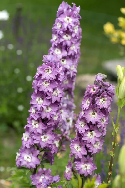 Květ fialový delphinium v zahradě — Stock fotografie