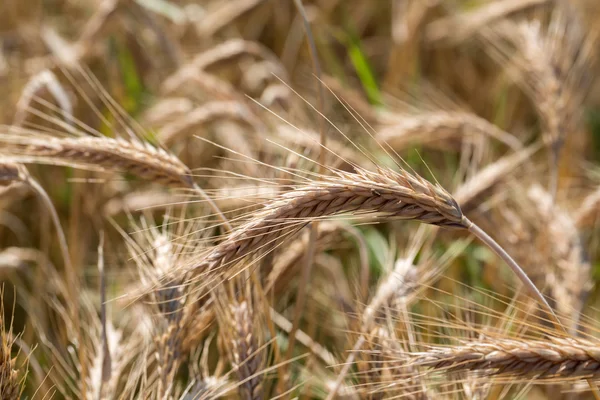 Grano dorato in un campo agricolo — Foto Stock