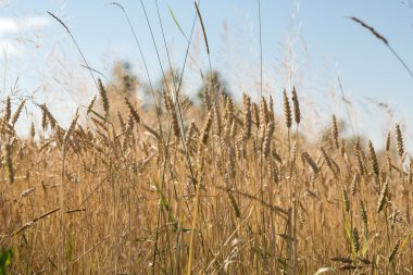 Bir çiftlik alanında altın buğday