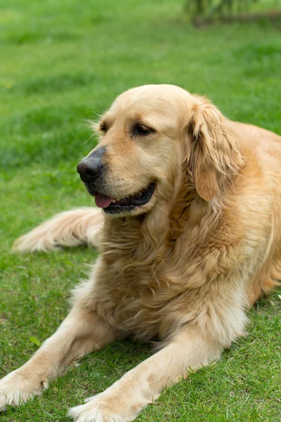 Portrait of beautiful golden retriever — Stock Photo, Image