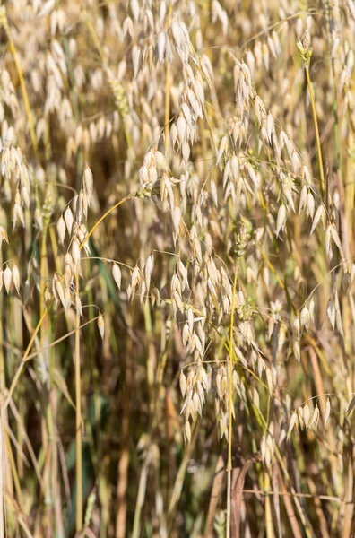 Golden wheat in a farm field — Stock Photo, Image