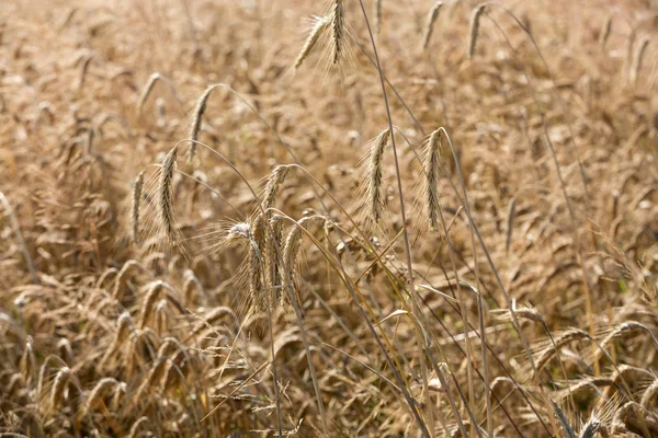 Grano dorato in un campo agricolo — Foto Stock