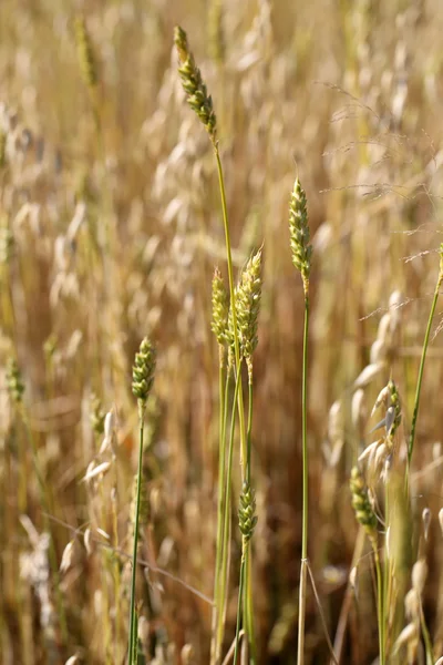 Trigo dourado em um campo de fazenda — Fotografia de Stock