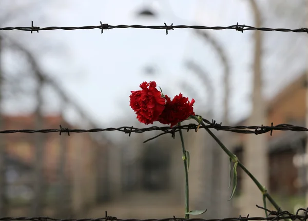 Electric fence in former Nazi concentration camp Auschwitz I, Poland — Stock Photo, Image