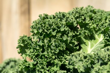 Sağlıklı taze kıvırcık lahana yakın çekim