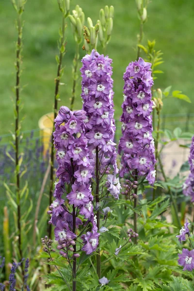 Květ fialový delphinium v zahradě — Stock fotografie