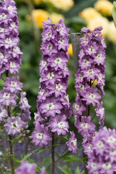 Lila delphinium blomma i trädgården — Stockfoto