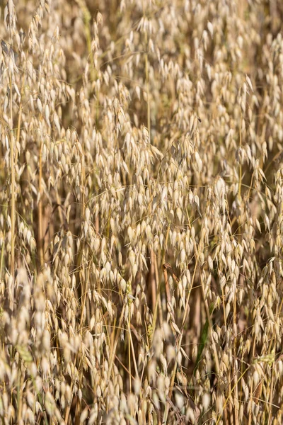 Trigo dorado en un campo de cultivo — Foto de Stock