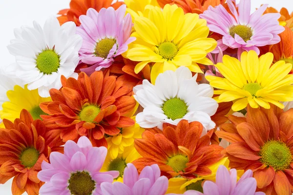 カラフルな菊の花のクローズ アップ — ストック写真