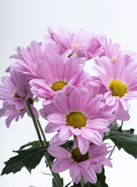 Close up of the pink chrysanthemum flowers — Stock Photo, Image