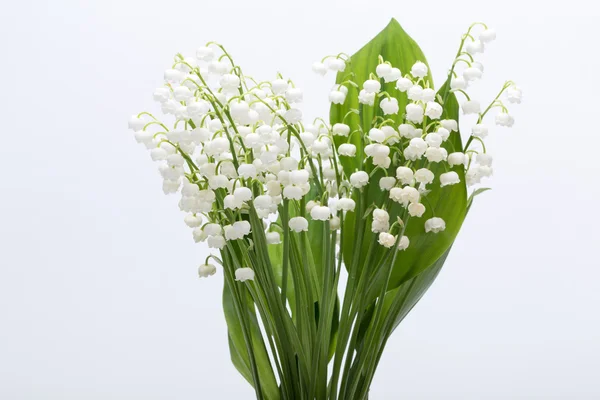 Lily beyaz izole vadi (Convallaria Majalis) — Stok fotoğraf