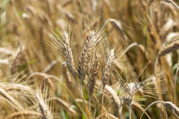 Golden wheat in a farm field — Stock Photo, Image