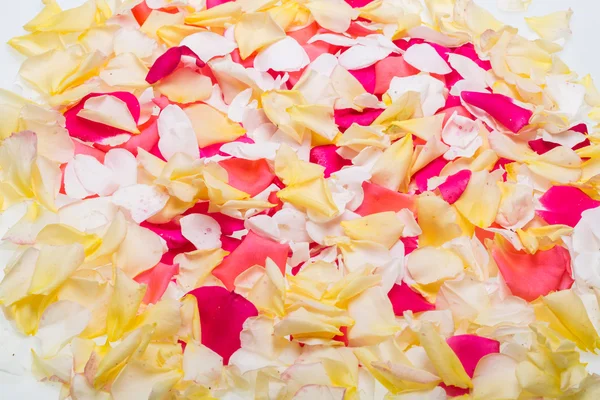 Petals of Pink and Yellow Roses Flowers. Background — Stock Photo, Image