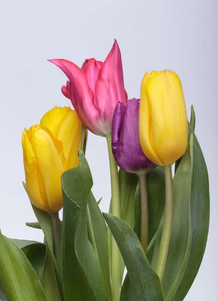 Kytice z barevné tulipány — Stock fotografie