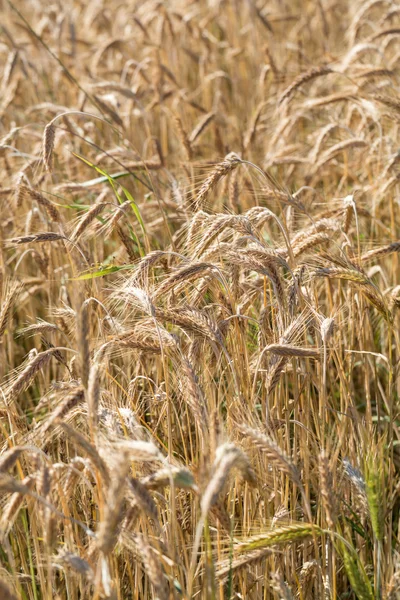 Goldener Weizen auf einem Feld — Stockfoto