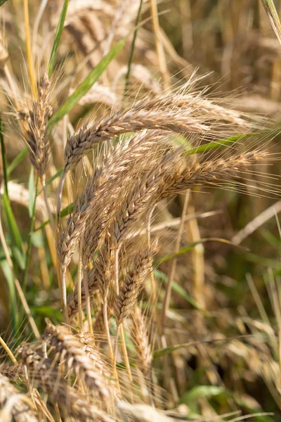 Golden wheat in a farm field — Stock Photo, Image