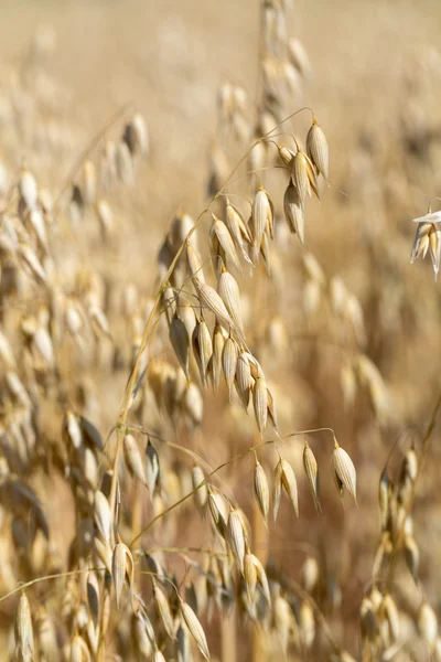 Пшениця на фермі — стокове фото