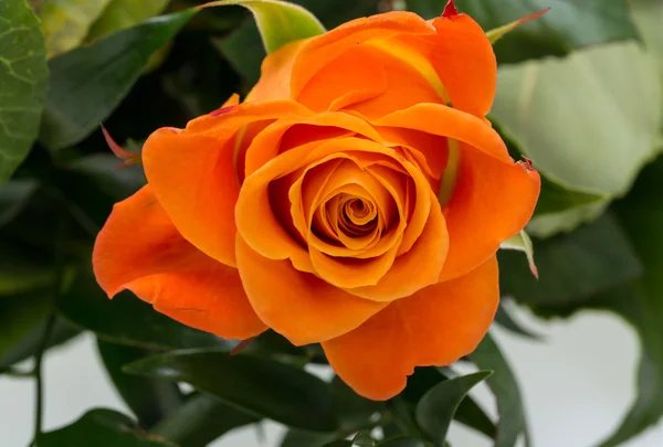 The orange-rose against the background of green leaves — Stock Photo, Image