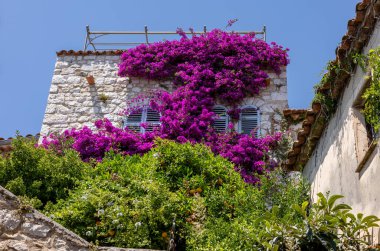 Meşhur, büyüleyici tünemiş köy Eze 'de çiçek açan kırmızı begonviller. Fransa 'nın Alpes-Maritimes bölgesinde çok popüler bir turizm merkezi..