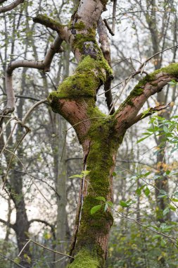 Yosun kaplı ağaç gövdesi