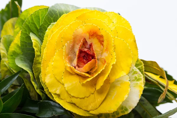 Chou frisé ornemental aux feuilles jaunes, orange et vertes — Photo