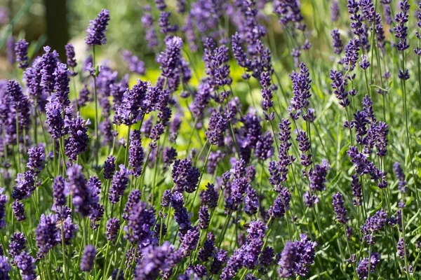 Trädgårdar med blomstrande lavendel — Stockfoto